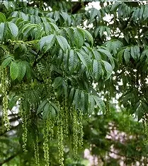 JAPANINSIIPIPÄHKINÄ - Muut lehtipuut - 2050122300005 - 1