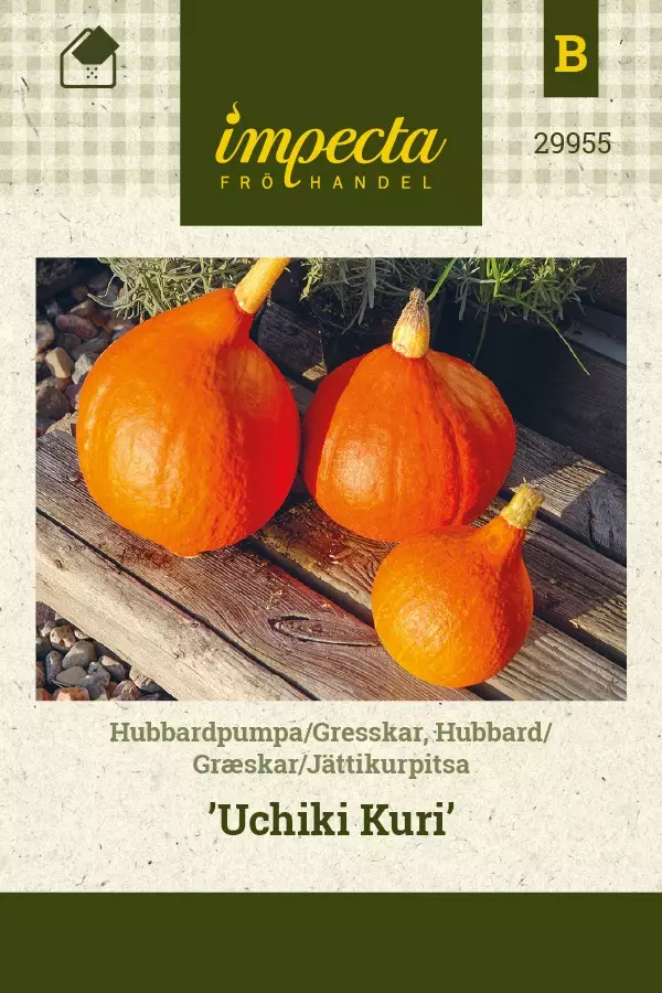 JÄTTIKURPITSA UCHIKI KURI - Kurpitsan siemenet - 7332756299555 - 1