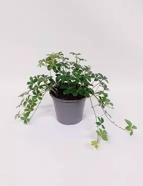 KÄÄPIÖKISSUS VERONA VEIN - Muut viherkasvit - 2048984600005 - 1