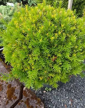 KARTIOMARJAKUUSI GROENLAND PALLO 030-035 - Muut havukasvit - 2074016500005 - 2