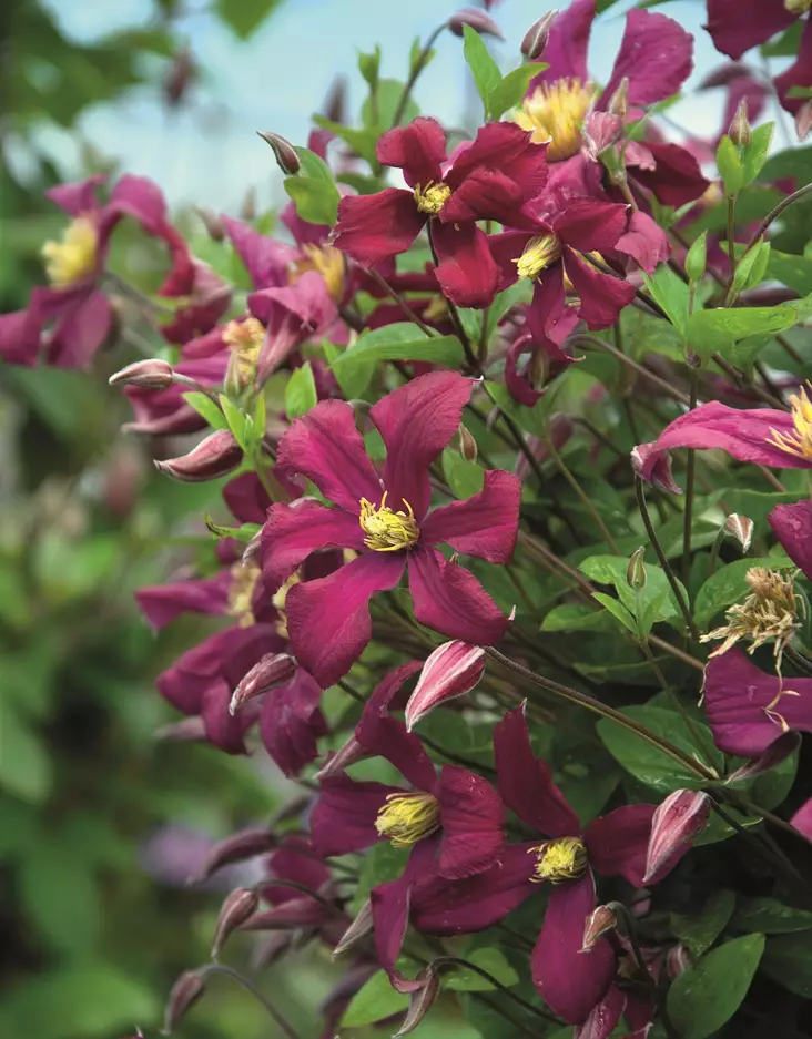 KELLOKÄRHÖ STRAWBERRY FIELDS - Kärhöt - 2057074400005 - 1