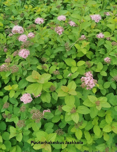 KELTAJAPANINANGERVO GOLDEN PRINCESS - Angervot - 2002013700005 - 1