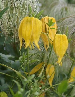 KIINANKÄRHÖ - Kärhöt - 2093734500005 - 1