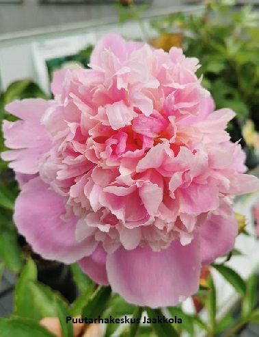 KIINANPIONI MONSIEUR JULES ELIE - Pionit - 2001950200005 - 1