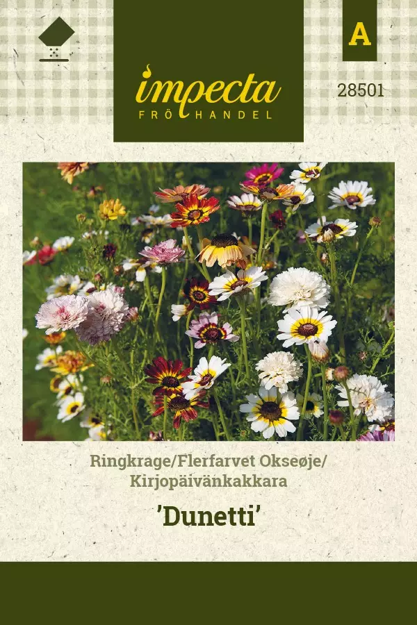 KIRJOPÄIVÄNKAKKARA DUNETTI - Muut kesäkukkien siemenet - 7332756285015 - 1