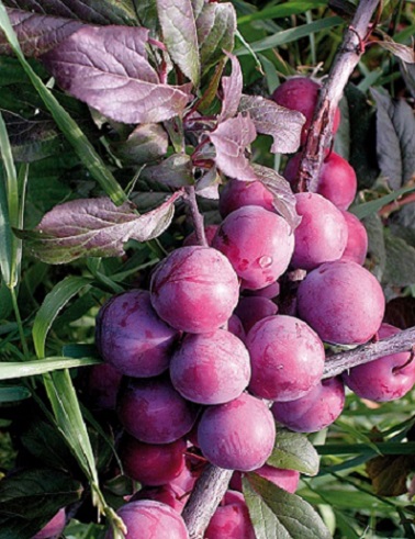 KIRSIKKALUUMU PUNAINEN PARONI - Luumupuut - 2000180600005 - 1