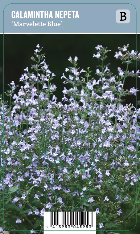 KIVIKKOKÄENMINTTU MARVELETTE BLUE - Muut perennat - 2031014000005 - 1