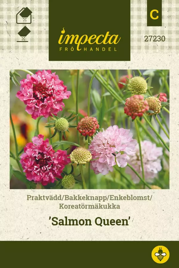 KOREATÖRMÄKUKKA SALMON QUEEN - Muut kesäkukkien siemenet - 7332756272305 - 1