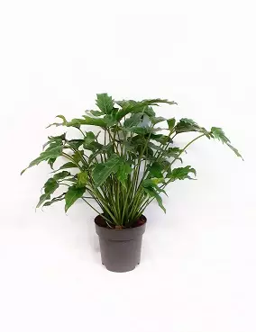 KÖYNNÖSVEHKA XANADU 21 CM RUUKKU - Vehkat - 6417055800655 - 1