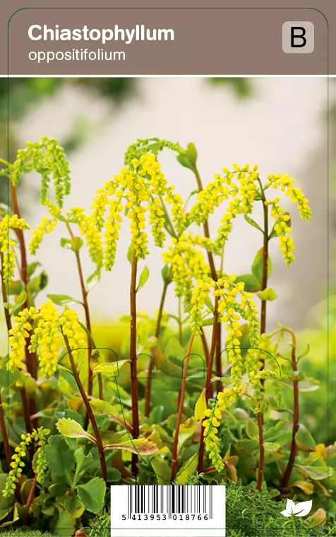 KULTAKAARI - Muut perennat - 2079137400005 - 1