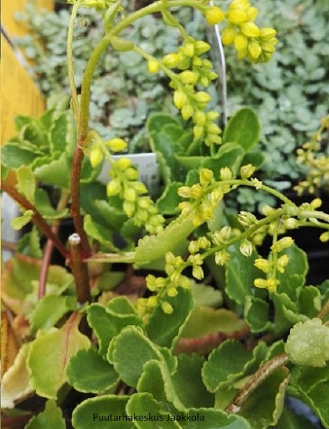 KULTAKAARI - Muut perennat - 2079137400005 - 1