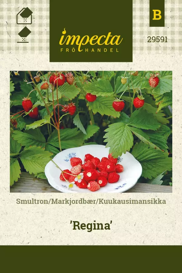 KUUKAUSIMANSIKKA REGINA - Muut vihannesten siemenet - 7332756295915 - 1