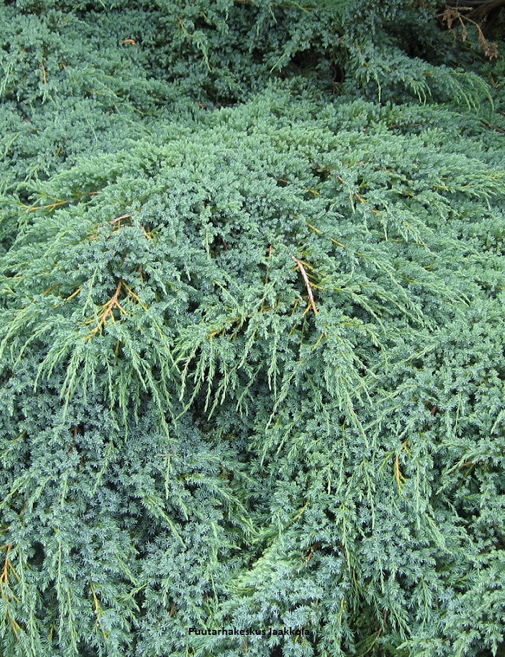 LAAKASINIKATAJA - Katajat - 10302105 - 1