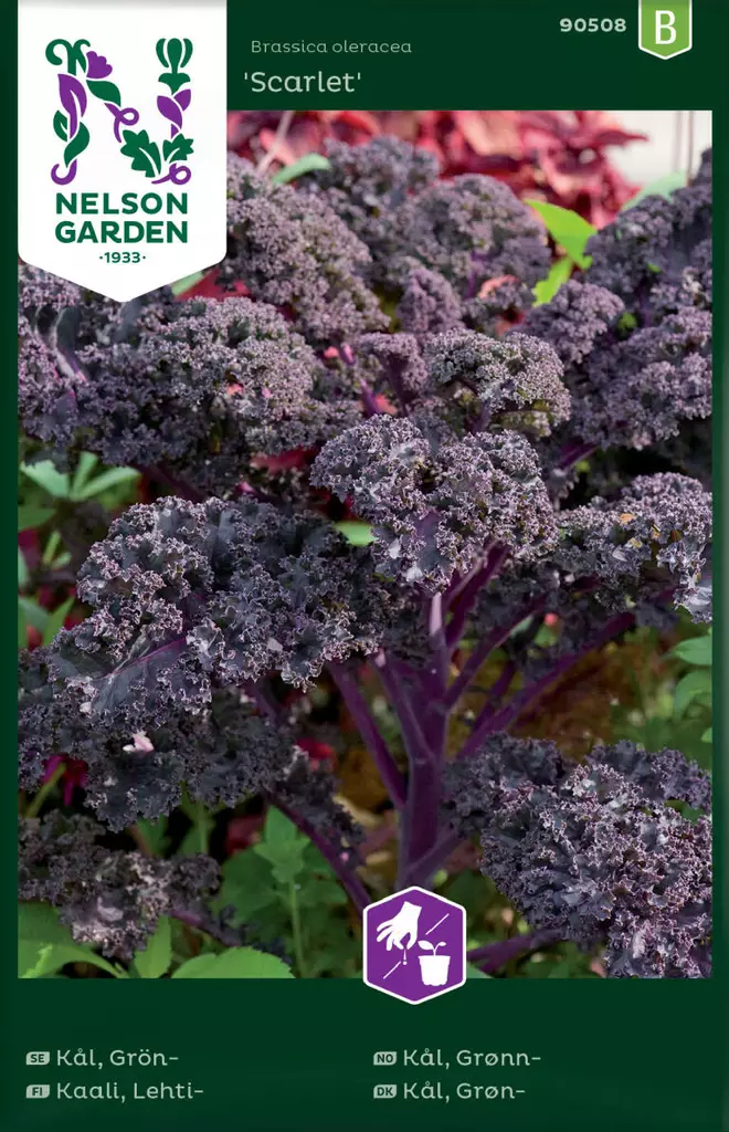 LEHTIKAALI SCARLET - Kaalin siemenet - 7312600905085 - 1