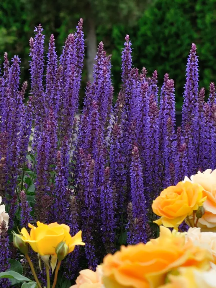 LEHTOSALVIA OSTFRIESLAND - Muut perennat - 2045297600005 - 1