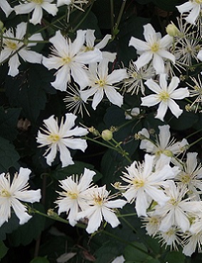 LUMIKÄRHÖ - Kärhöt - 2006383500005 - 1