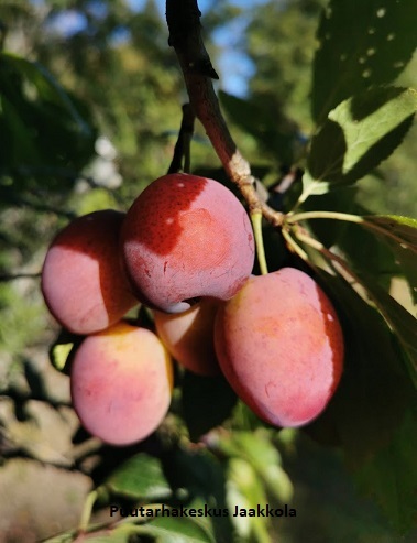 LUUMUPUU PARIKKALAN TUMMALUUMU - Luumupuut - 2013368800005 - 1