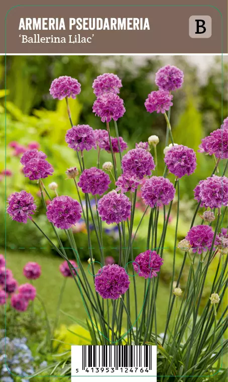 MALJALAUKKANEILIKKA BALLERINA LILAC - Muut perennat - 2090332000005 - 1