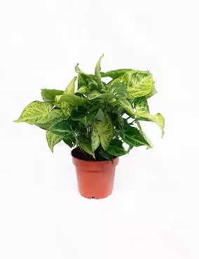 MUULINKULTAKORVA ARROW - Muulinkorvat - 2000419900005 - 1