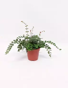 NAPPIPELLEA - Saniaiset - 2000210600005 - 1