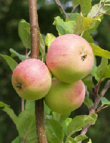 OMENAPUU ANANASKANELI - Omenapuut - 2001417200005 - 1