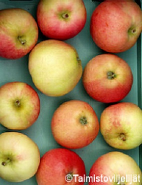 OMENAPUU TALLINNAN PÄÄRYNÄOMENA - Omenapuut - 2013224700005 - 1