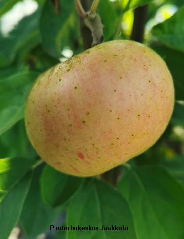 OMENAPUU VIURILAN ANANAS - Omenapuut - 2021078300005 - 1