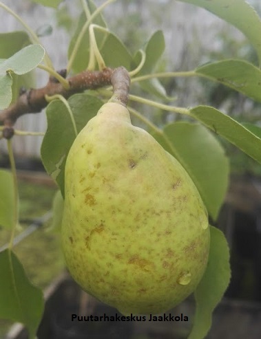 PÄÄRYNÄPUU JUKKA - Päärynäpuut - 2010142900005 - 1