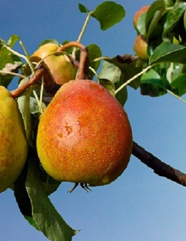 PÄÄRYNÄPUU LADA - Päärynäpuut - 2002205000005 - 1