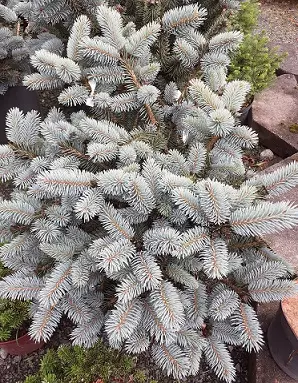 PALLOHOPEAKUUSI - Kuuset - 2020978100005 - 1