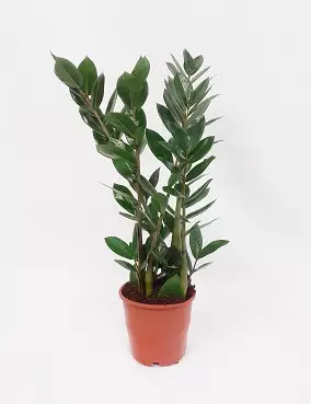 PALMUVEHKA 16 CM RUUKKU - Muut viherkasvit - 2023334200005 - 1