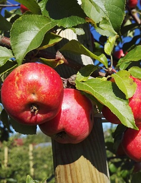 PARATIISIOMENAPUU CHESTNUT - Koristeomenapuut - 2095957600005 - 1