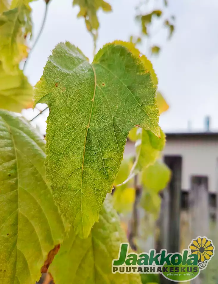 PENNSYLVANIANVAAHTERA - Vaahterat - 2093506800005 - 1