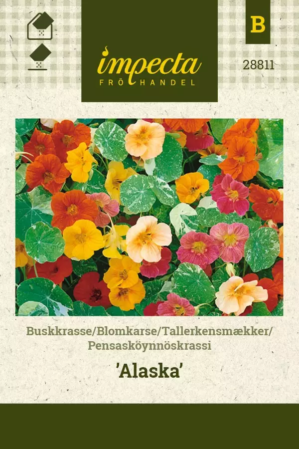 PENSASKÖYNNÖSKRASSI ALASKA - Krassin siemenet - 7332756288115 - 1