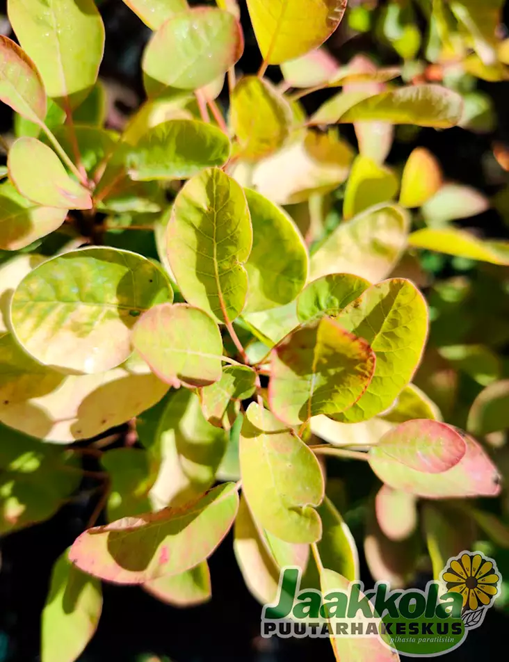 PERUUKKIPENSAS GOLDEN LADY - Muut pensaat - 2096001500005 - 1