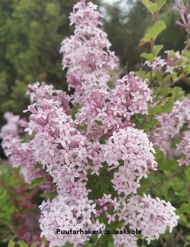 PIKKUSYREENI PALIBIN - Syreenit - 2001708500005 - 1