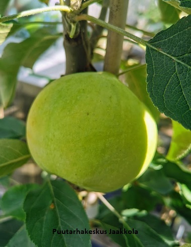 PILARIOMENAPUU MEDOC - Omenapuut - 2003961200005 - 1