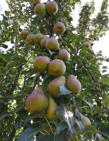 PILARIPÄÄRYNÄ DECORA - Päärynäpuut - 2008500800005 - 1