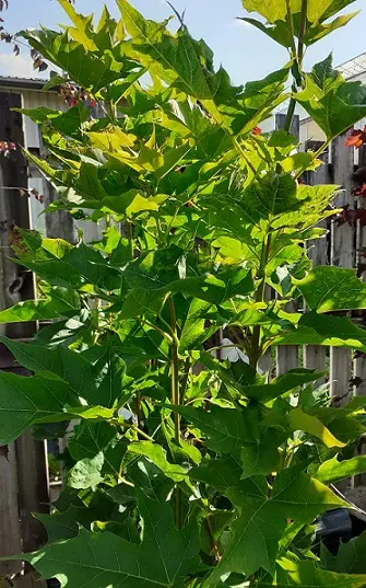 PILARIVAAHTERA - Vaahterat - 2093086500005 - 1