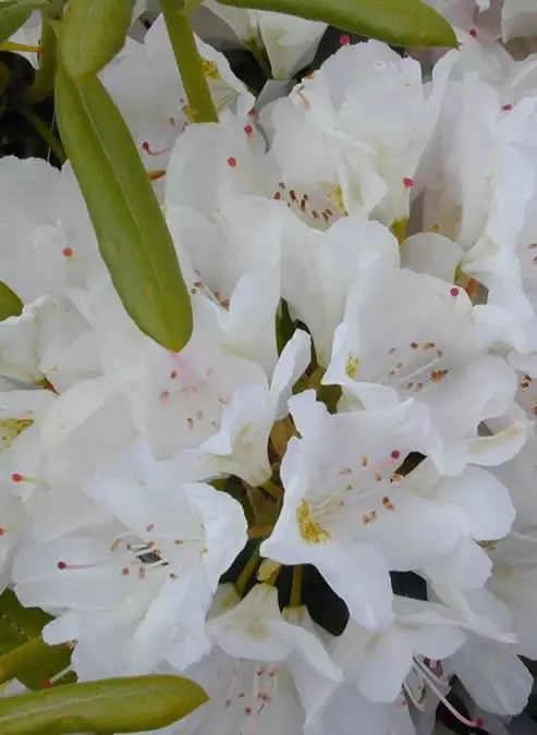 PUISTOALPPIRUUSU ALBUM - Alppiruusut - 2030100300005 - 1