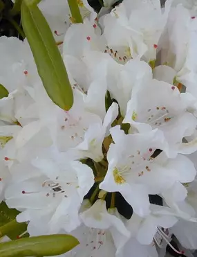 PUISTOALPPIRUUSU ALBUM - Alppiruusut - 2030100300005 - 1