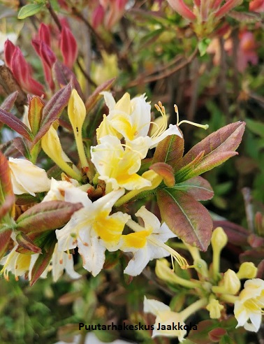 PUISTOATSALEA ILLUSIA - Atsaleat - 2001070300005 - 1