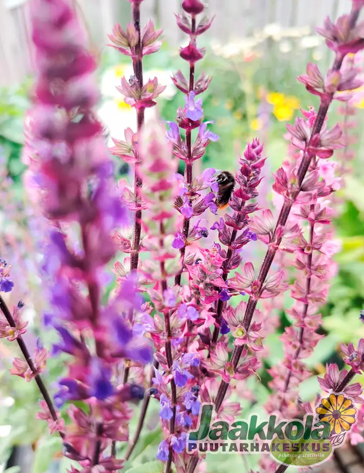 LEHTOSALVIA CARADONNA - Muut perennat - 2095308600005 - 1