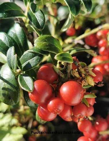 PUOLUKKA SANNA - Muut marjakasvit - 2017179000005 - 1