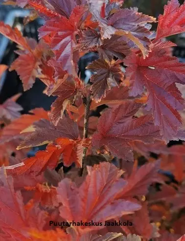 PURPPURAHEISIANGERVO LITTLE ANGEL - Heisiangervot - 2002004100005 - 1