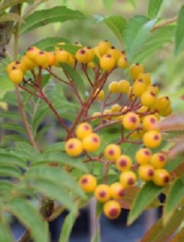 PYLVÄSPIHLAJA AUTUMN SPIRE - Pihlajat - 2013774700005 - 1