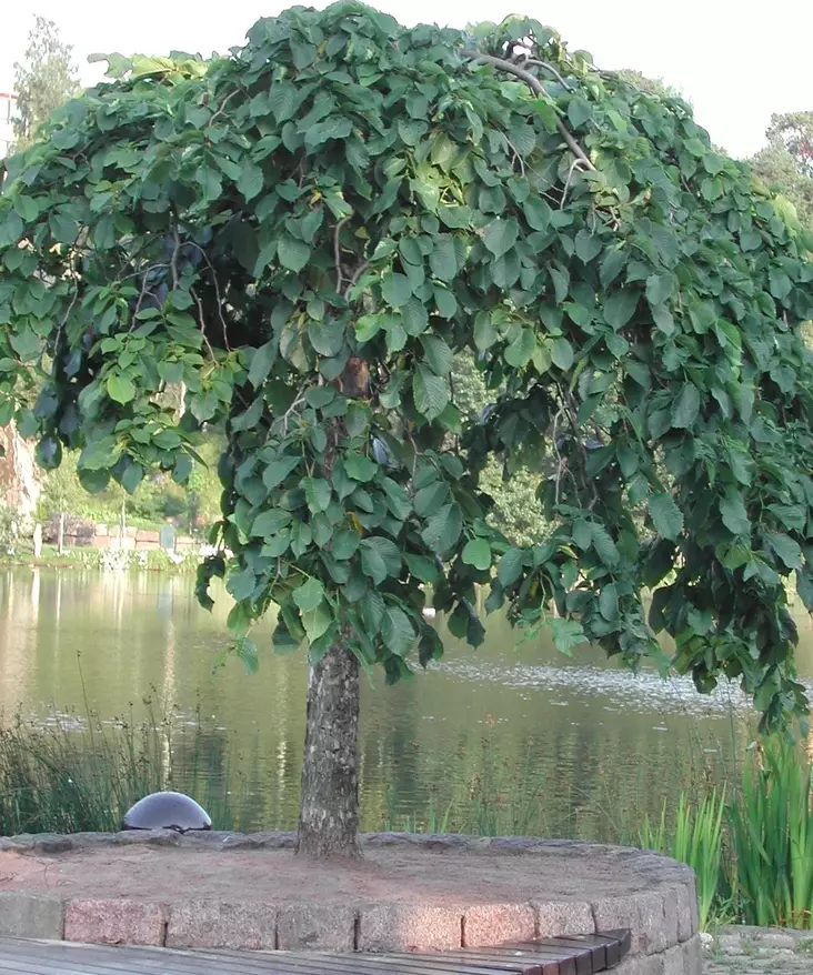 RIIPPAJALAVA - Muut lehtipuut - 2000184800005 - 1