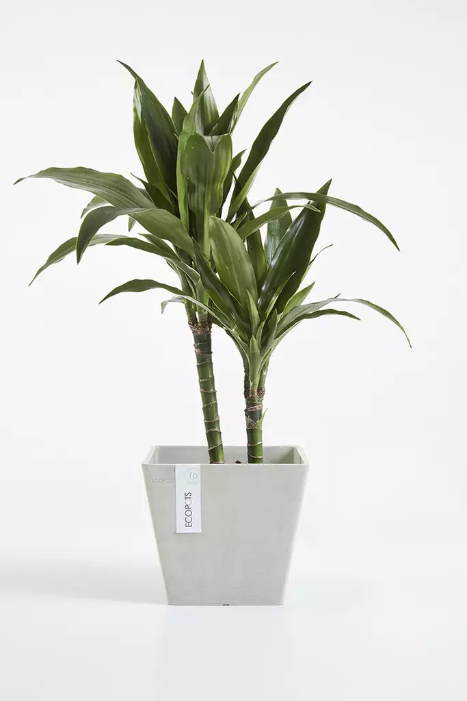 ROTTERDAM RUUKKU VALKOHARMAA 30 CM - Muoviruukut - 5413724301325 - 1