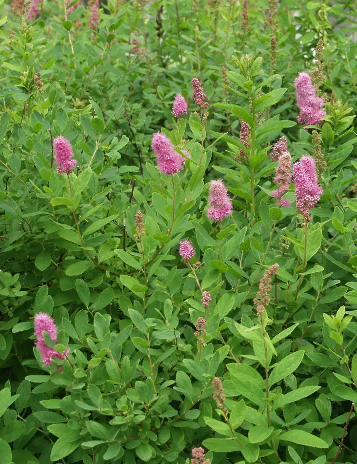 RUSOPAJUANGERVO - Angervot - 2013541500005 - 1