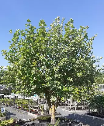 SAKSANPIHLAJA - Pihlajat - 2013695500005 - 1